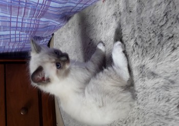 mâle blue point-mitted 8 semaines - Chatterie Ragdolls du Val de Beauvoir